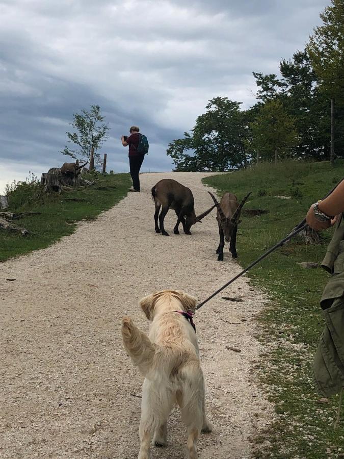 Millies Hosting - Familienurlaub Mit Hund In Kaernten Sankt Paul im Lavanttal エクステリア 写真