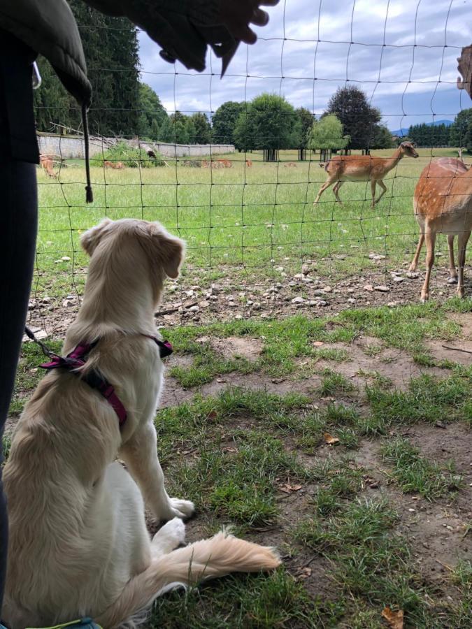 Millies Hosting - Familienurlaub Mit Hund In Kaernten Sankt Paul im Lavanttal エクステリア 写真